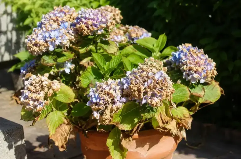 Ortensie con Fiori Bruciati e Foglie Secche? Ecco Come Farle Rifiorire e Tornare Rigogliose